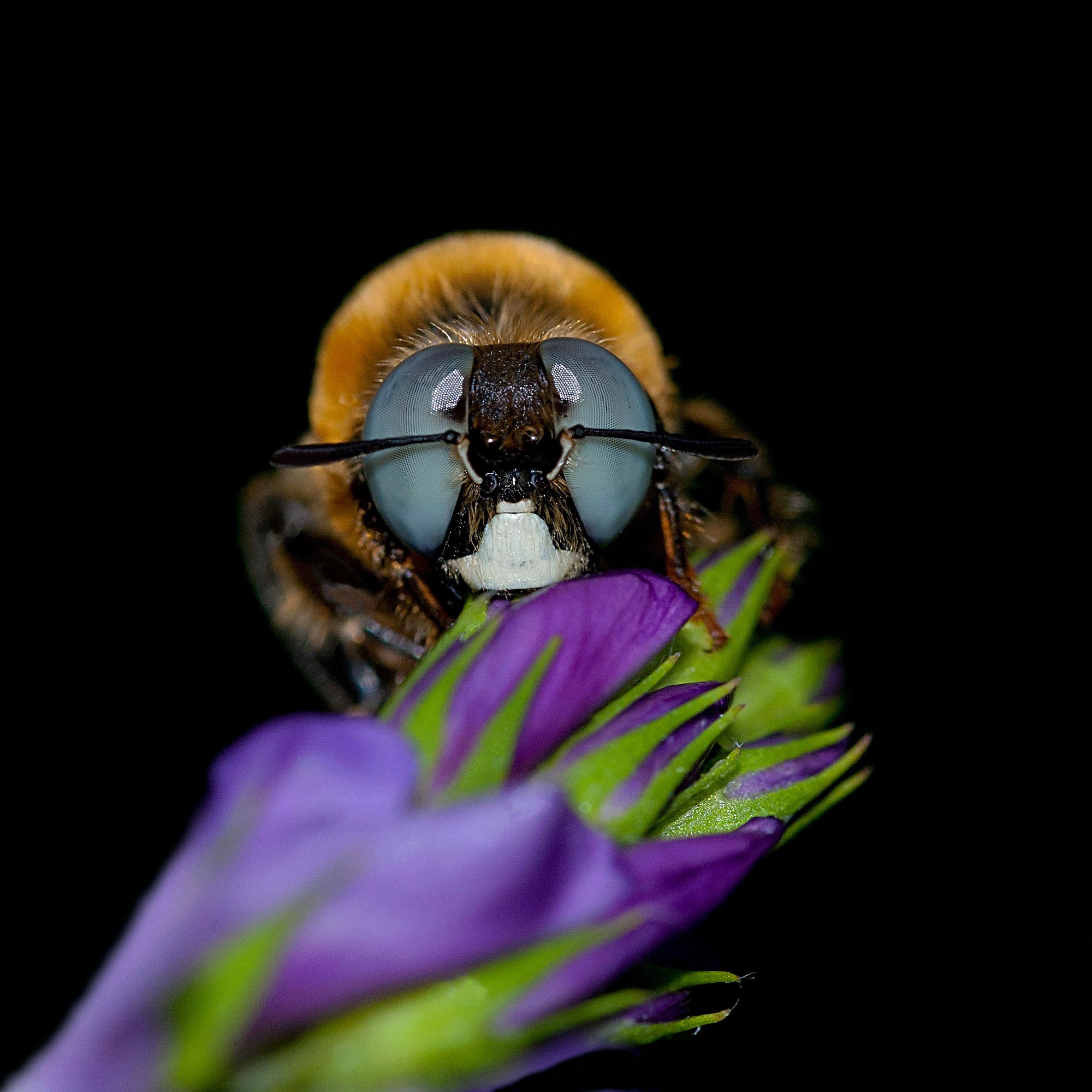 Apidae Andreninae:   Melliturga sp., maschio
