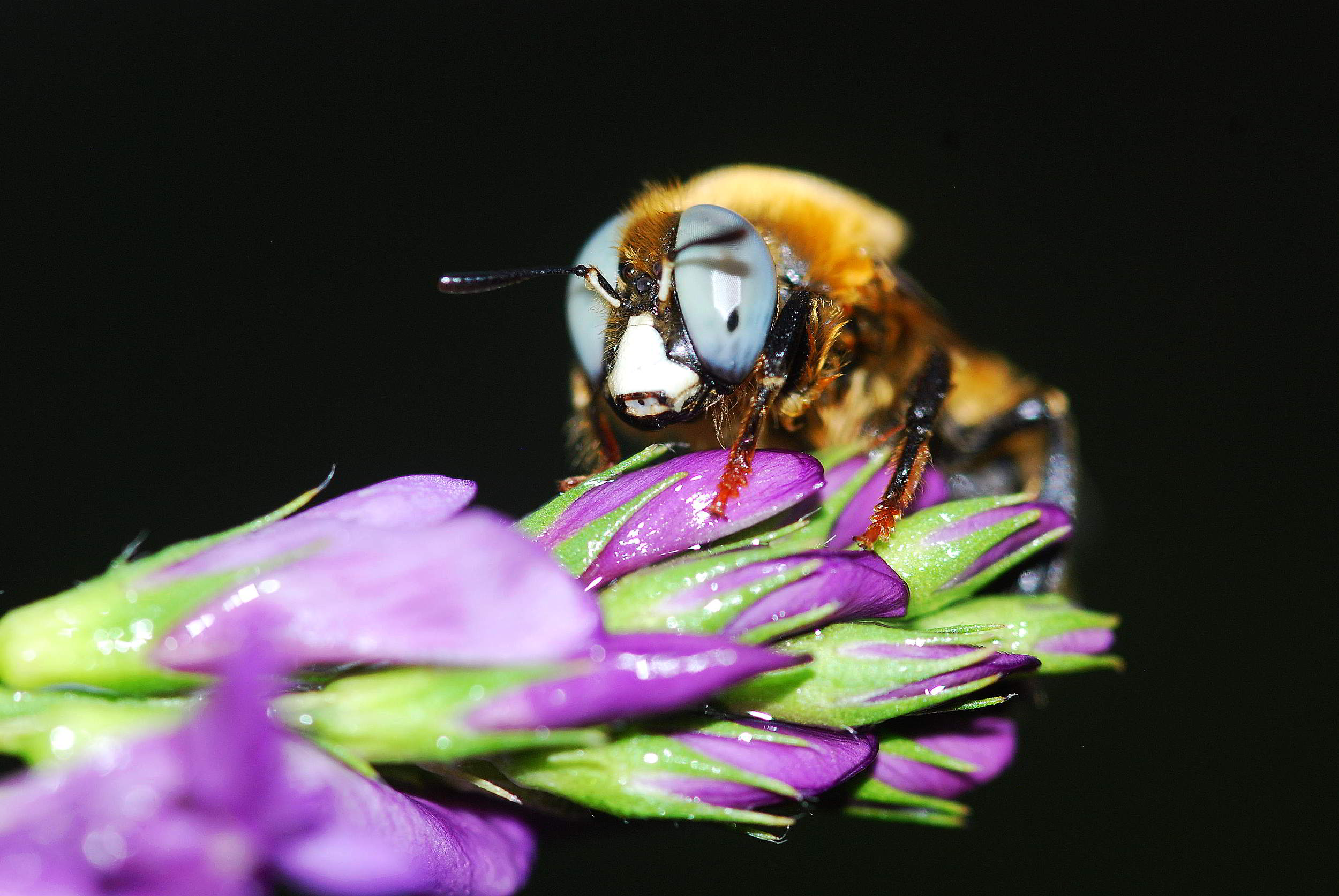 Apidae Andreninae:   Melliturga sp., maschio