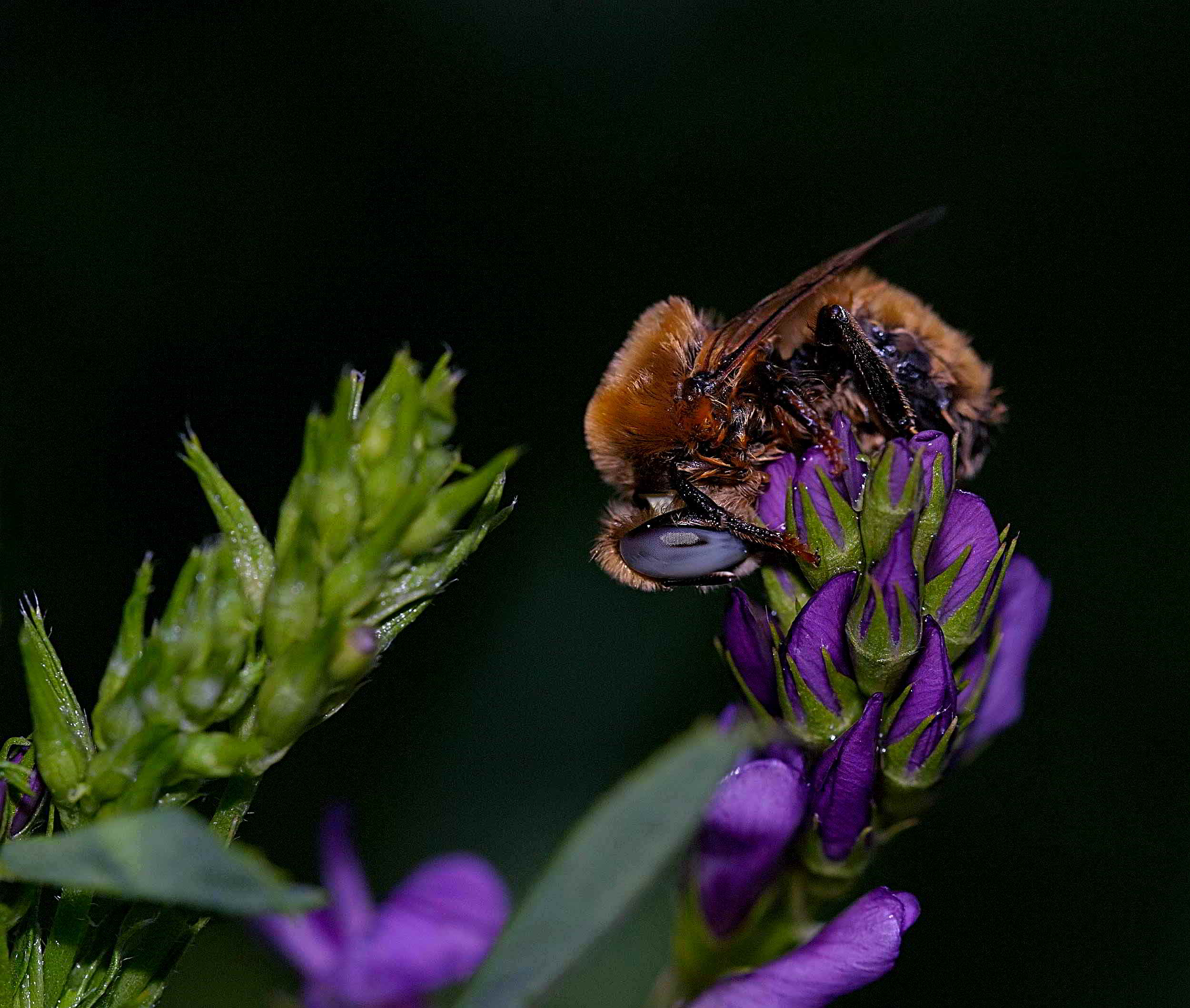 Apidae Andreninae:   Melliturga sp., maschio