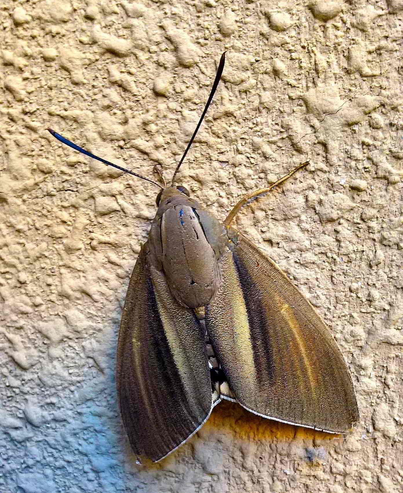 Conferma o meno individuazione Paysandisia Archon,Castniidae.