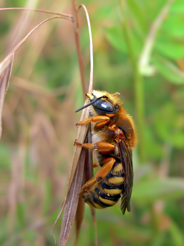 Amegilla? No. Anthidium sp.