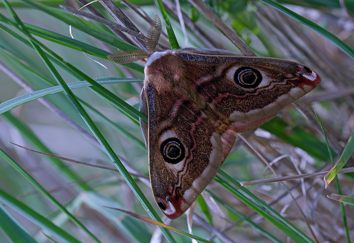 Saturnia (Eudia) pavoniella, Saturniidae