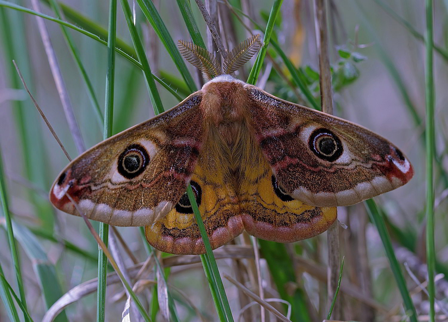 Saturnia (Eudia) pavoniella, Saturniidae