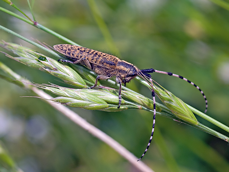 Agapanthia sicula malmerendii, Cerambycidae