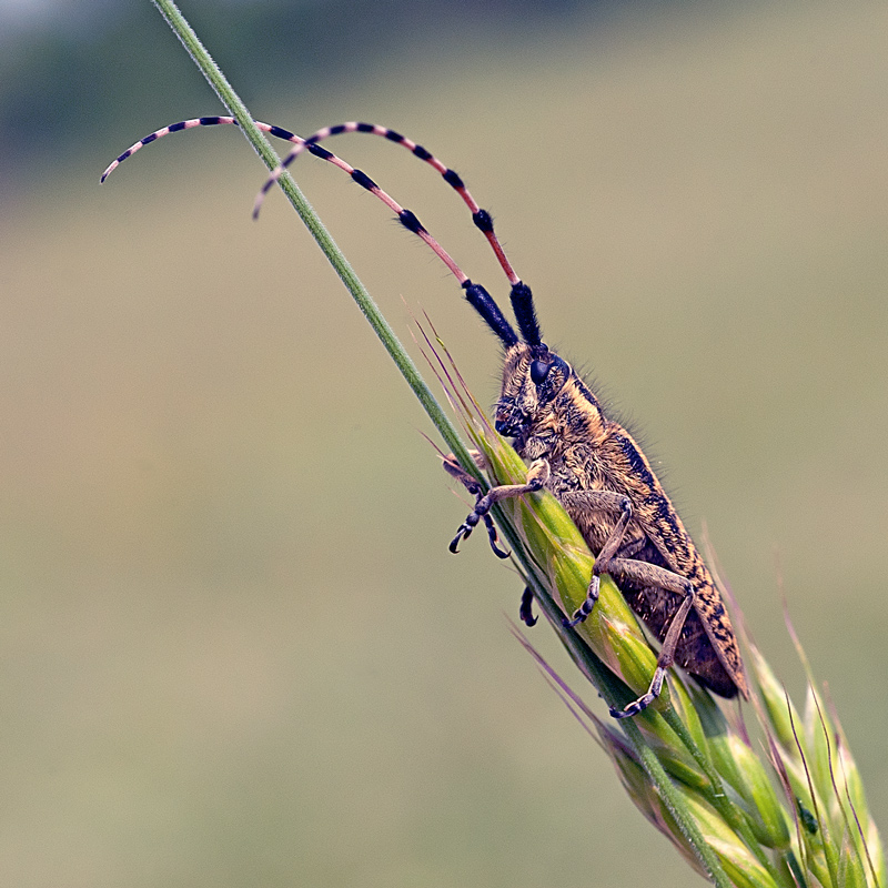 Agapanthia sicula malmerendii, Cerambycidae