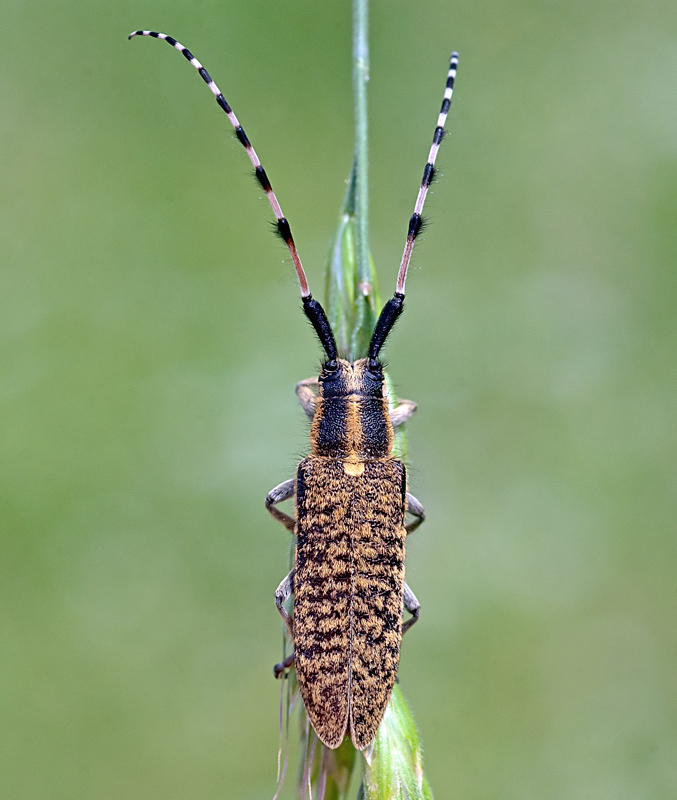 Agapanthia sicula malmerendii, Cerambycidae