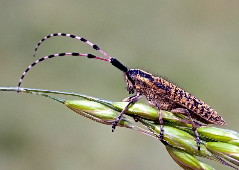 Agapanthia sicula malmerendii, Cerambycidae