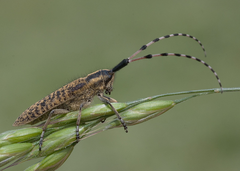 Agapanthia sicula malmerendii, Cerambycidae