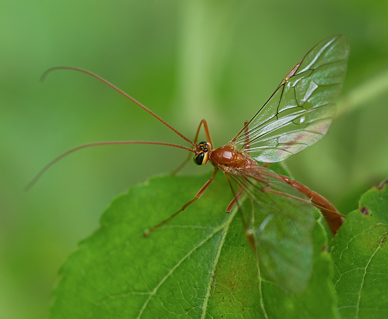 Ophion sp. (Ichneumonidae)