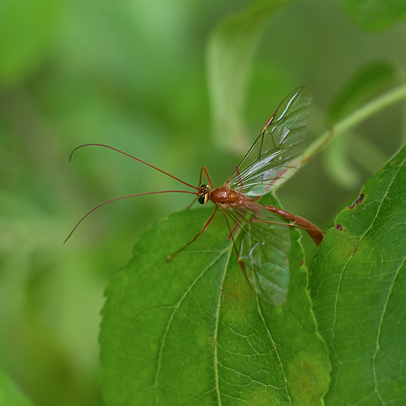 Ophion sp. (Ichneumonidae)