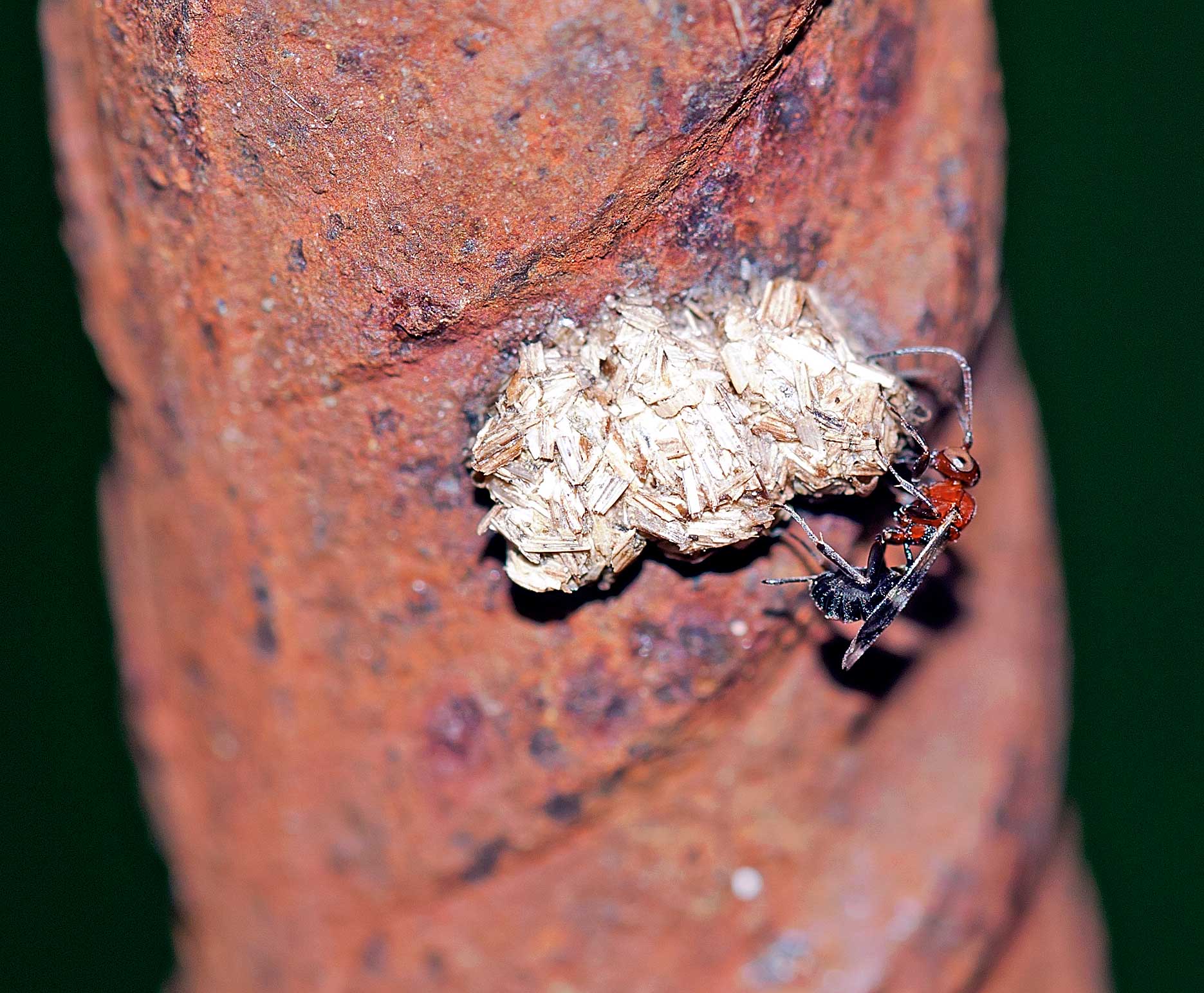 Ichneumonidae Cryptinae, femmina