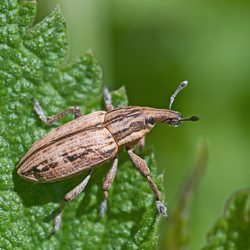 Mecaspis Alternans, Curculionidae