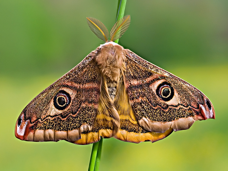Saturnia pavoniella