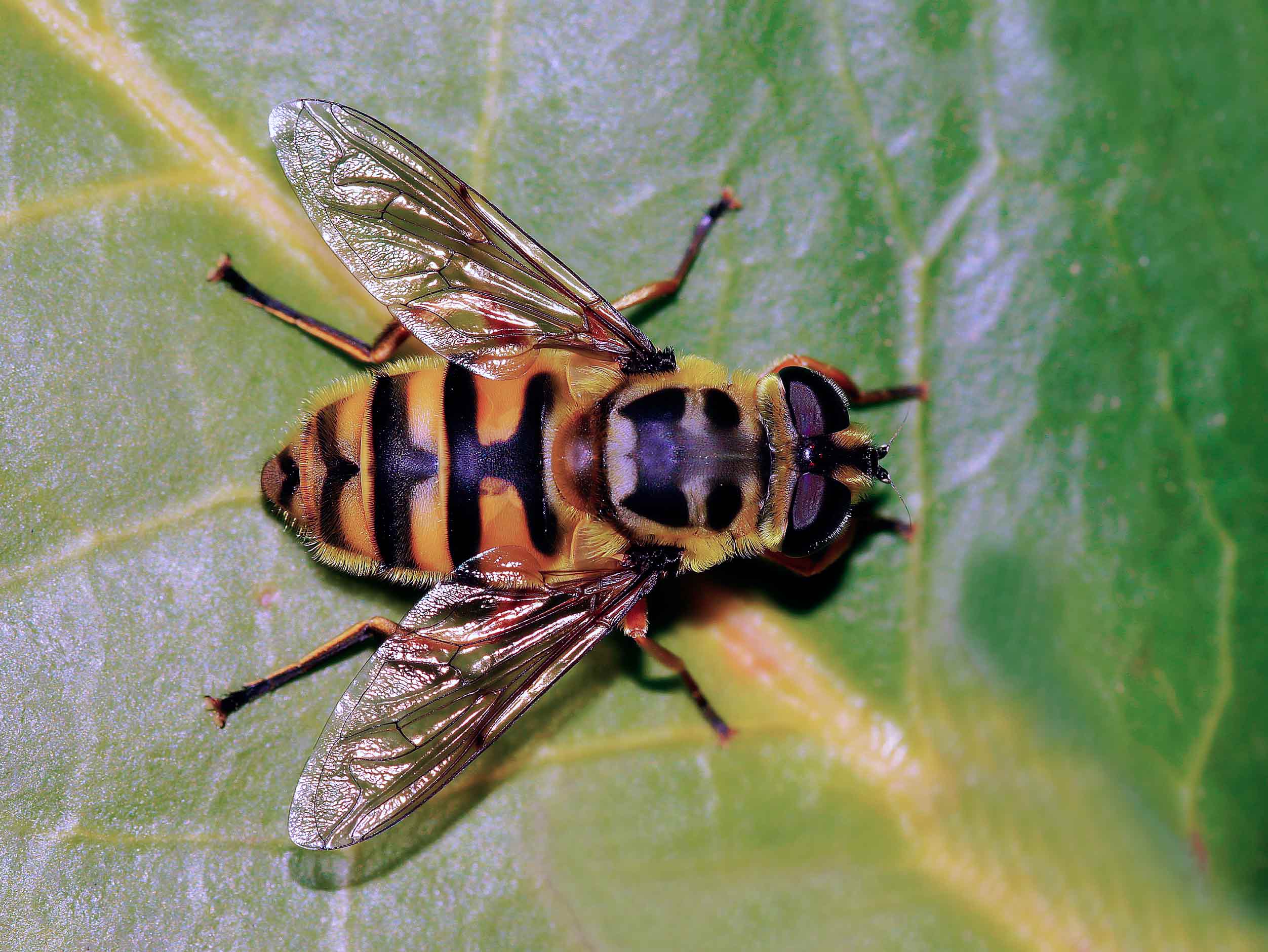 Syrphidae:   Myatropa florea, femmina