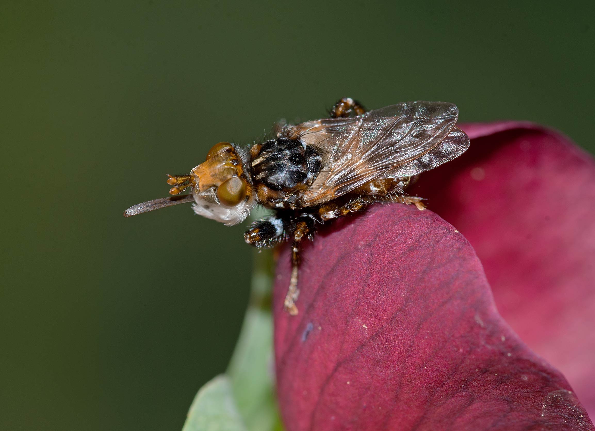 Myopa cfr. buccata (Conopidae)