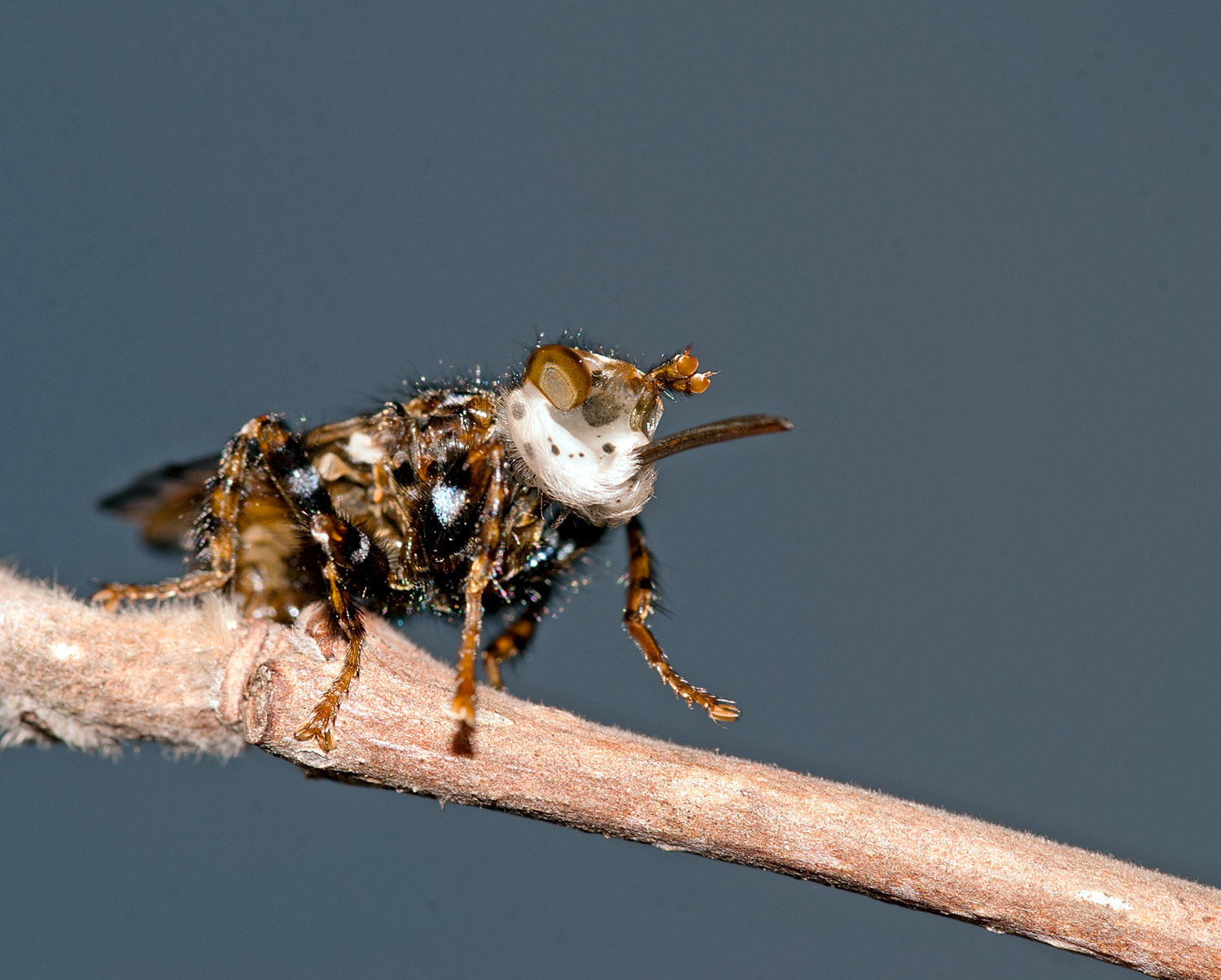 Myopa cfr. buccata (Conopidae)