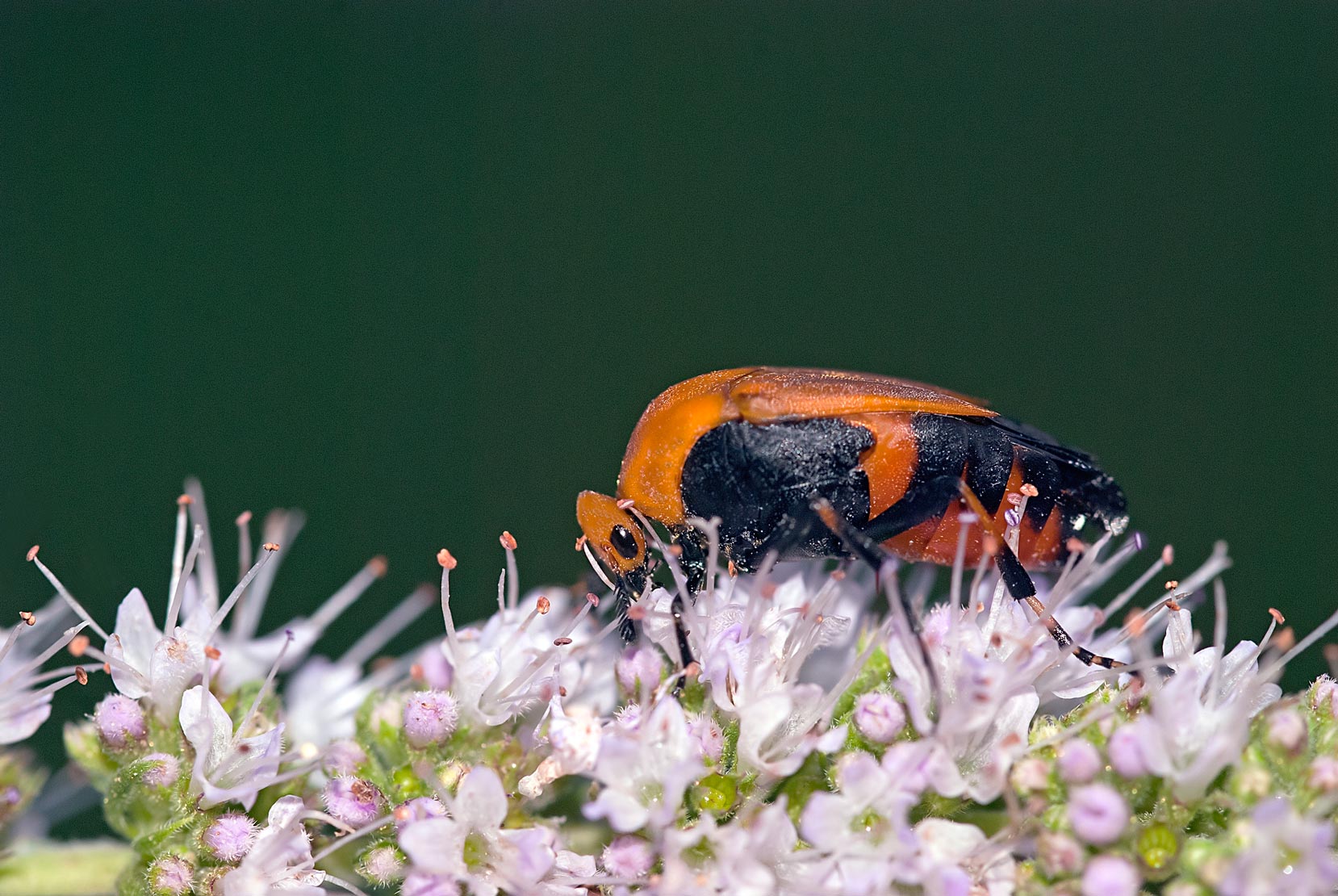 Macrosiagon ferrugineum (Rhipiphoridae)