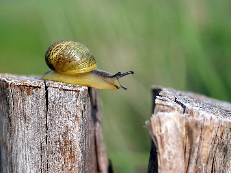Intrepida chiocciolina