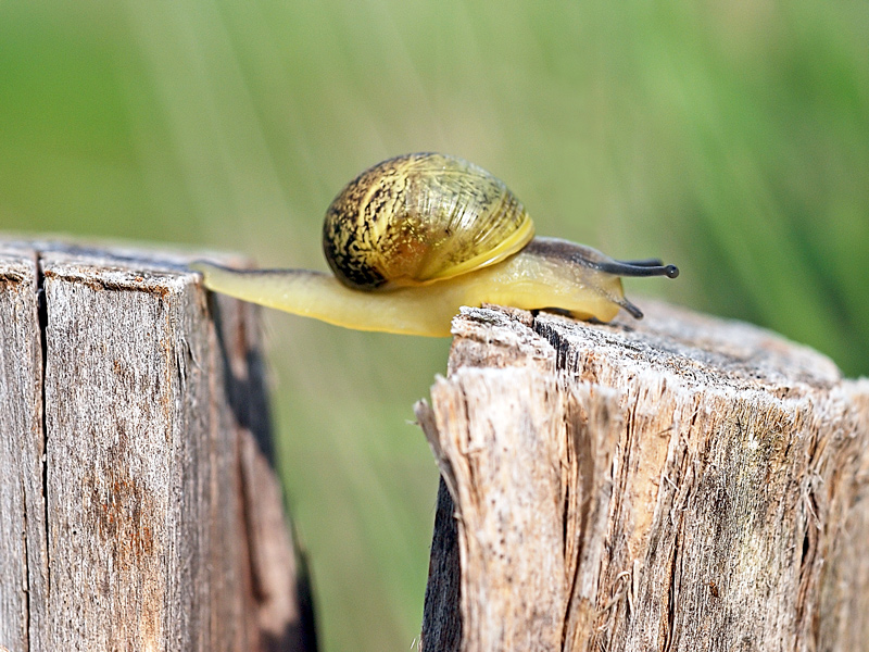 Intrepida chiocciolina