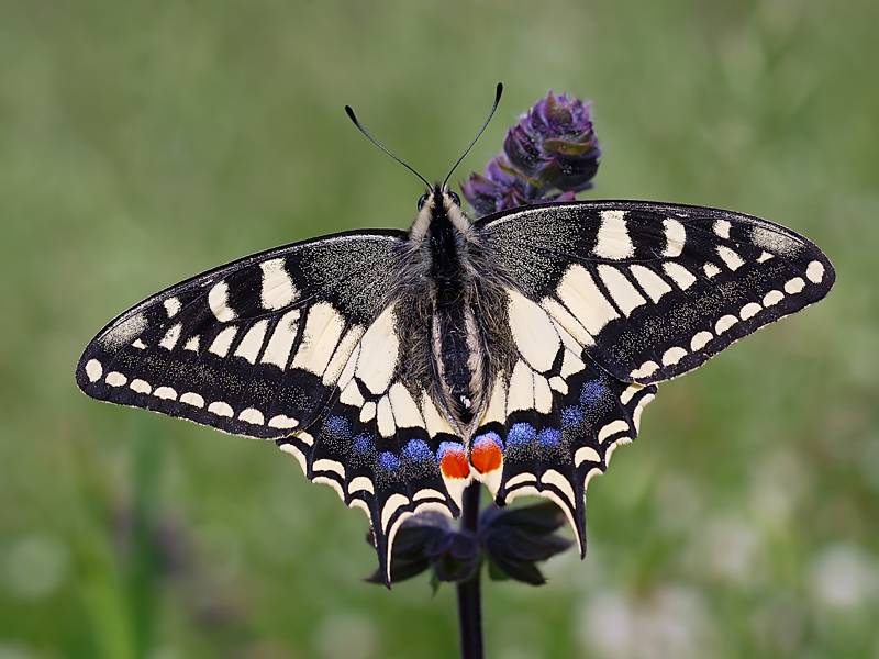 Papilio Machaon, the Queen