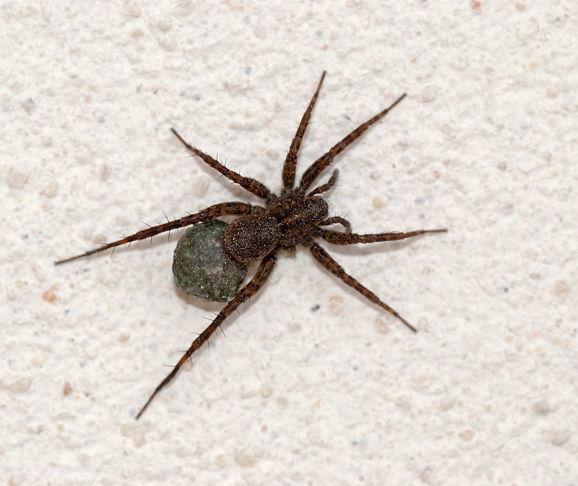 Zoropsis spinimana con ovisacco?   No, Pardosa sp. (Lycosidae)