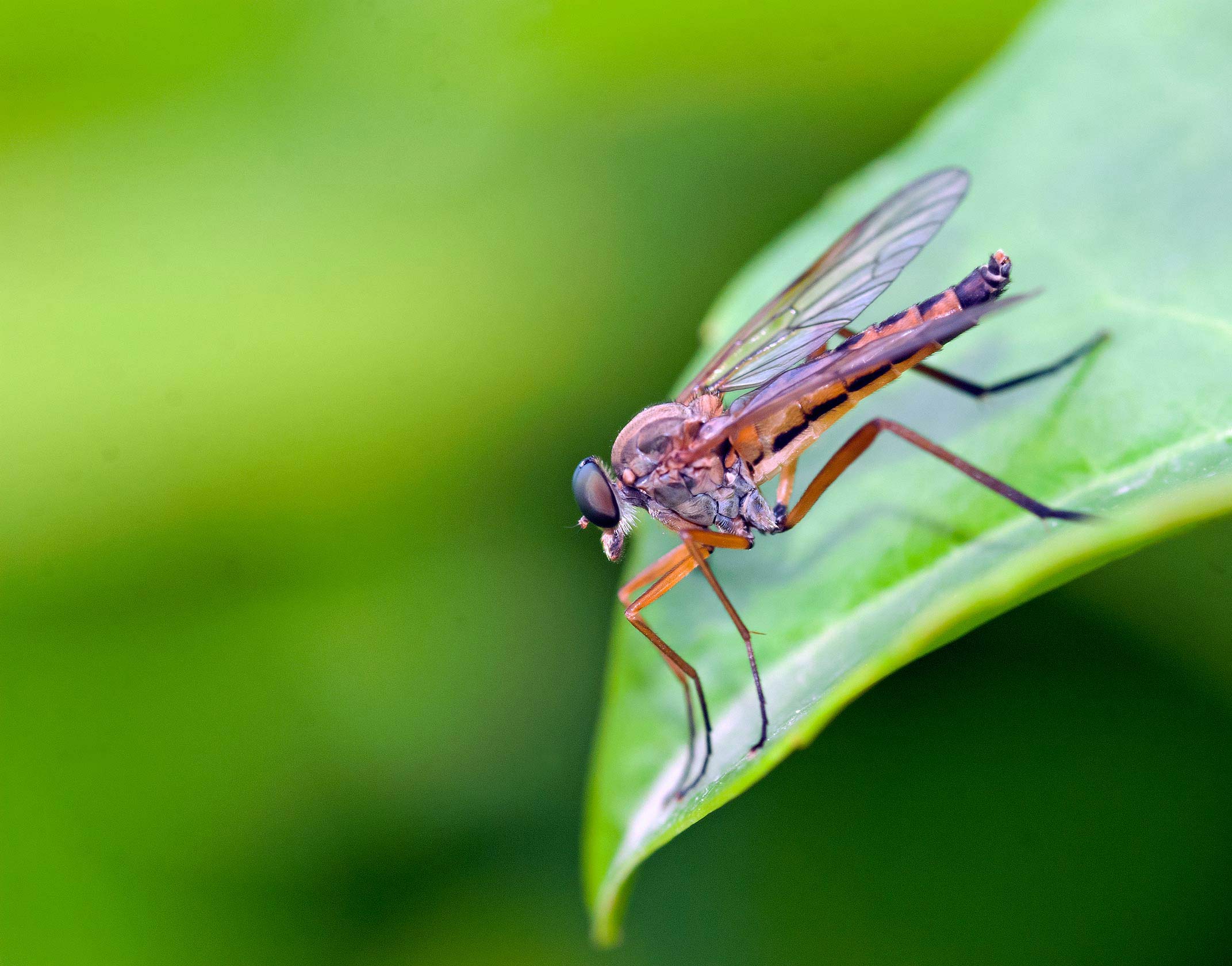 Conferma identificazione Rhagionidae