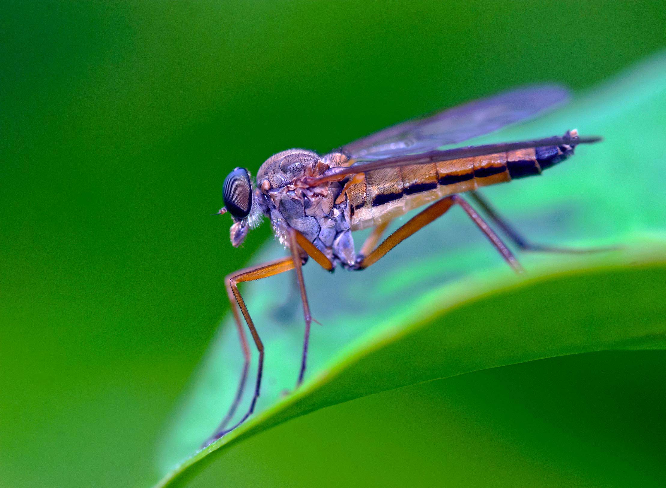 Conferma identificazione Rhagionidae