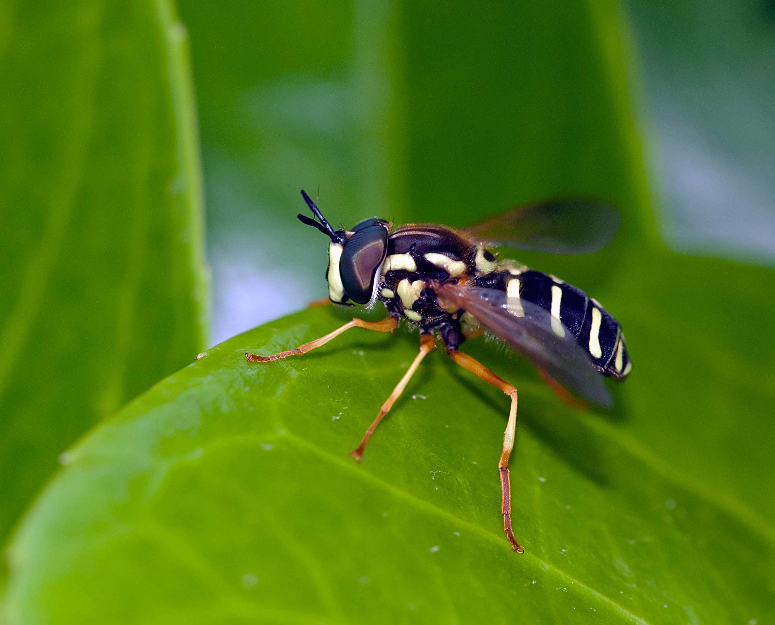 Chrysotoxum festivum maschio (Syrphidae)
