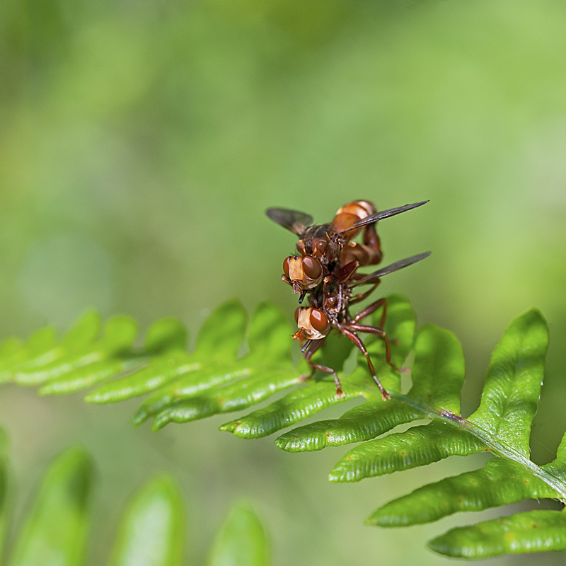 Sicus Ferrugineus (Conopidae) in accoppiamento