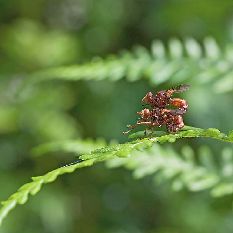 Sicus Ferrugineus (Conopidae) in accoppiamento