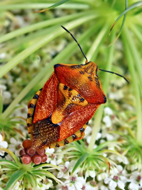 Carpocoris Pudicus, Pentatomidae