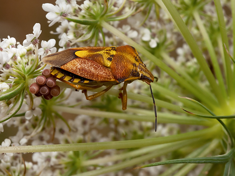 Carpocoris Pudicus, Pentatomidae