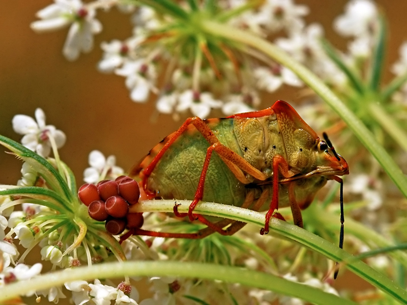 Carpocoris Pudicus, Pentatomidae