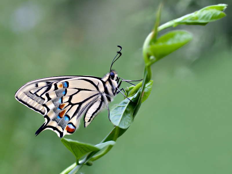 Papilio Machaon, the Queen