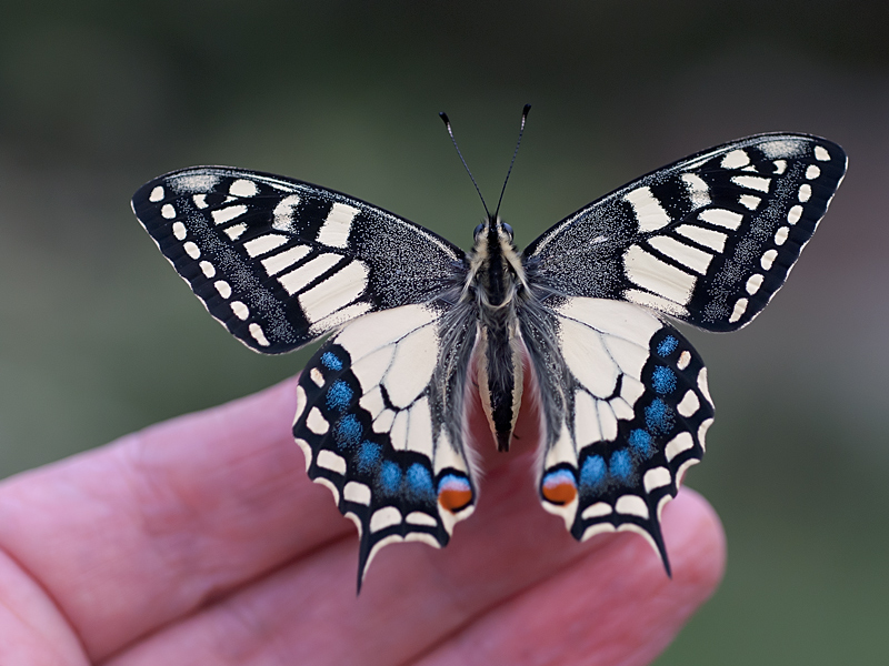 Papilio Machaon, the Queen