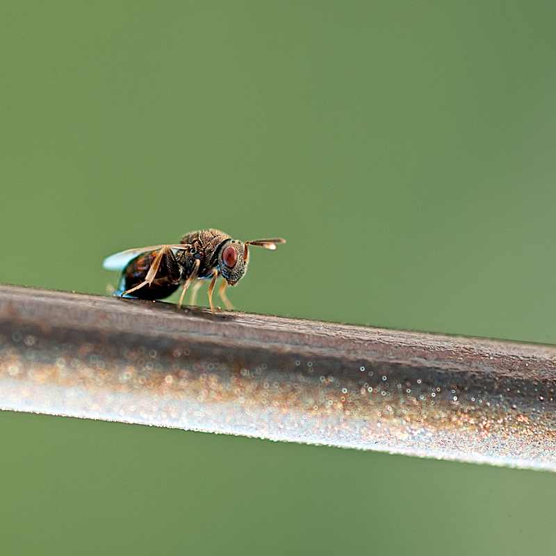 Pteromalidae? (Chalcidoidea)