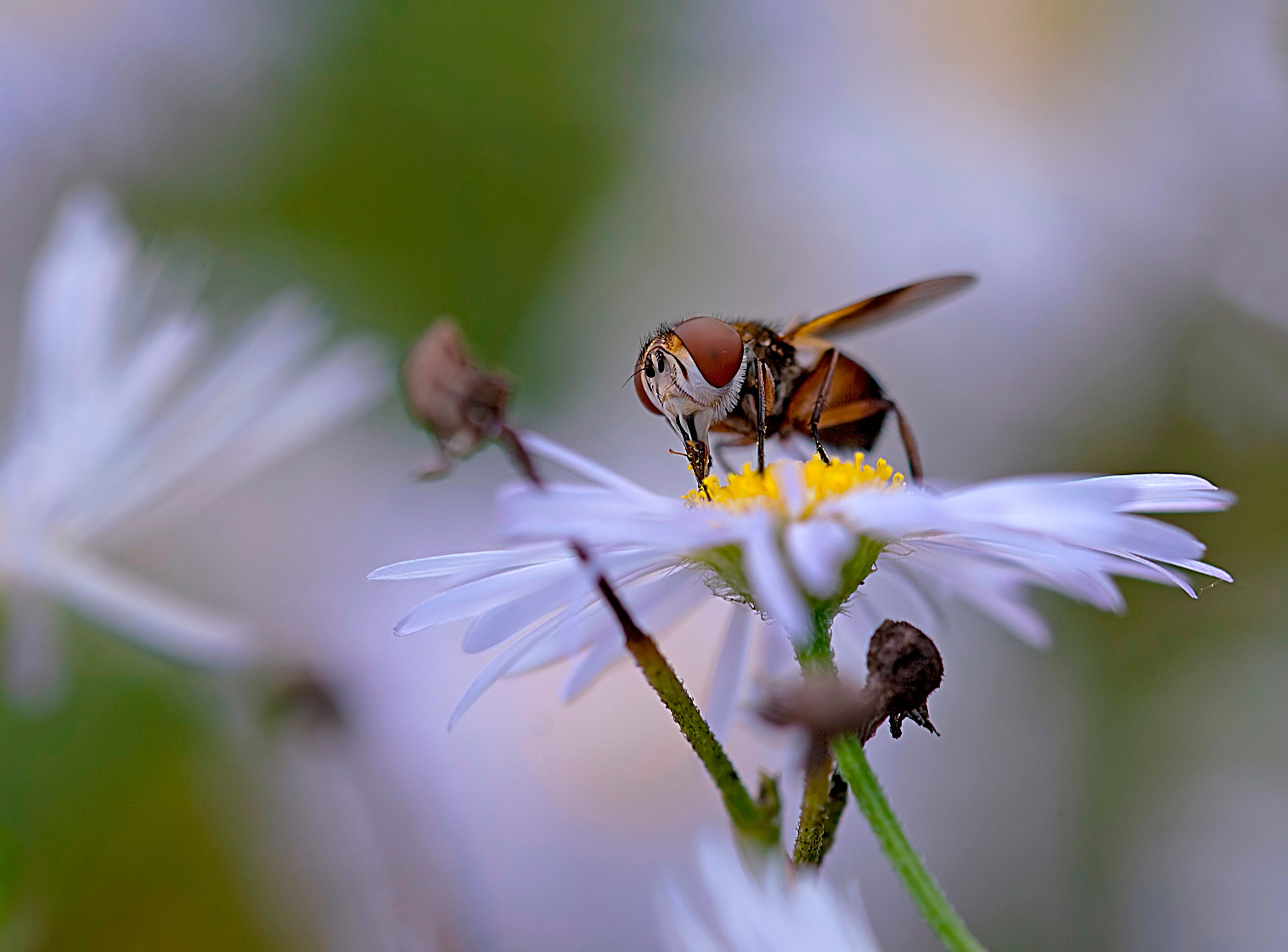 Tachinidae:  Phasia hemiptera?   No,  Ectophasia sp.