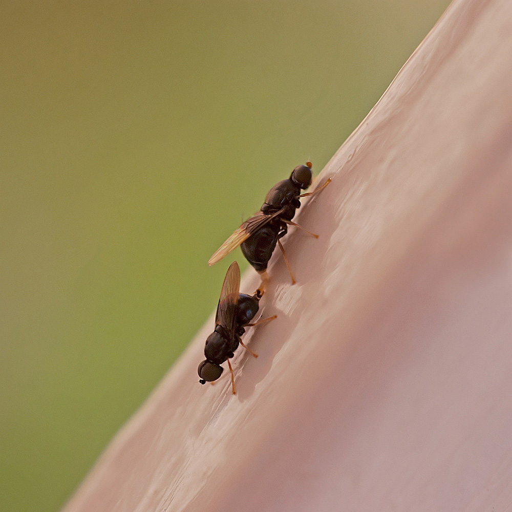 Pachygaster atra (Stratiomyiidae) in copula