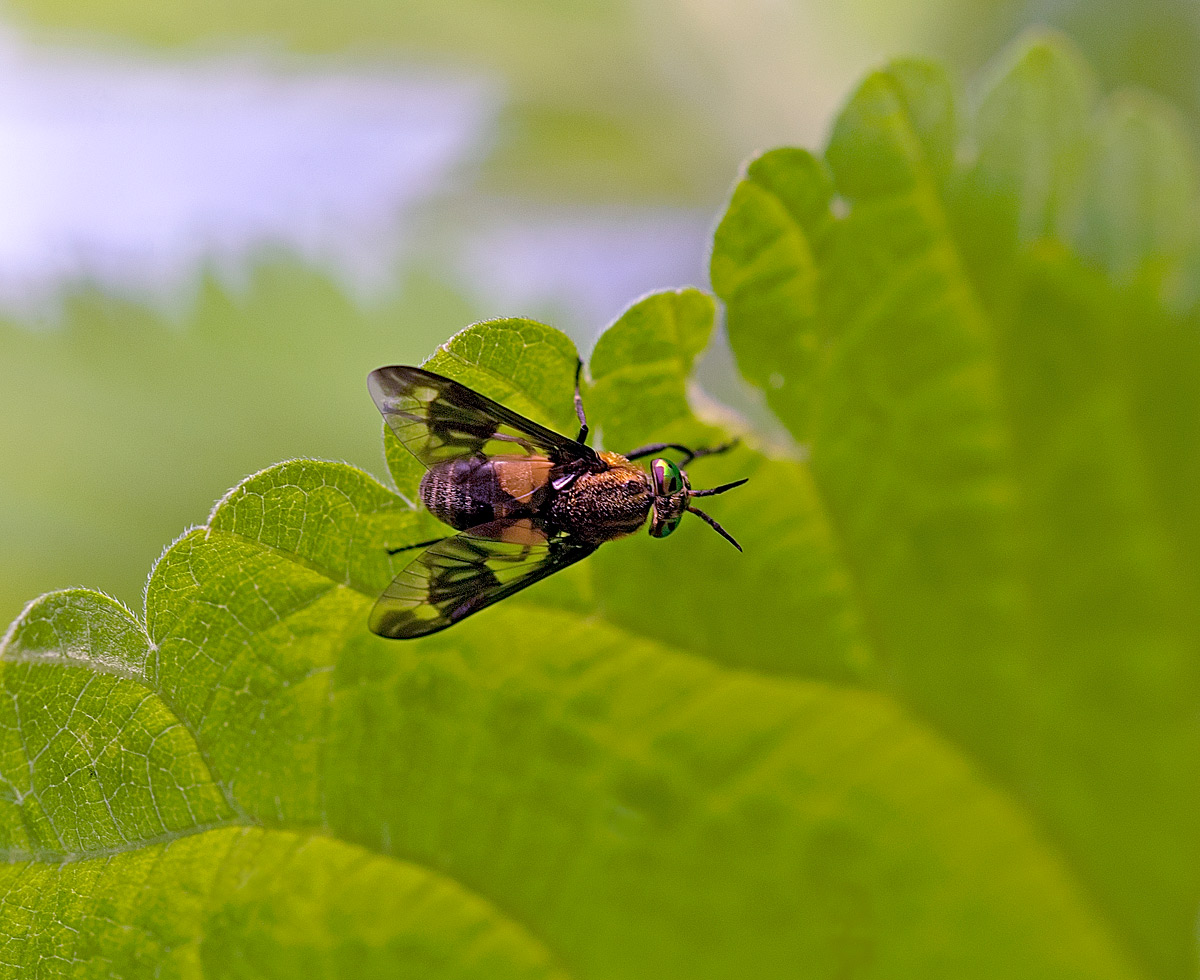 Chrysops caecutiens femmina (Tabanidae)
