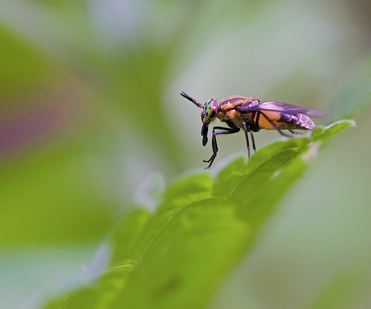 Chrysops caecutiens femmina (Tabanidae)