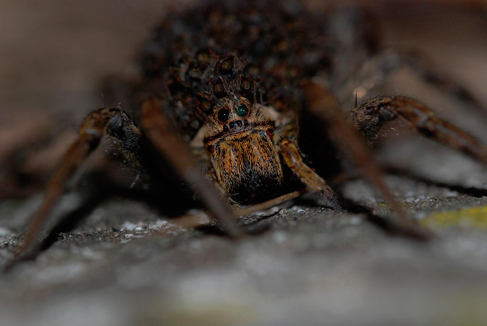Zoropsis spinimana?   No,  Hogna radiata...con nidiata