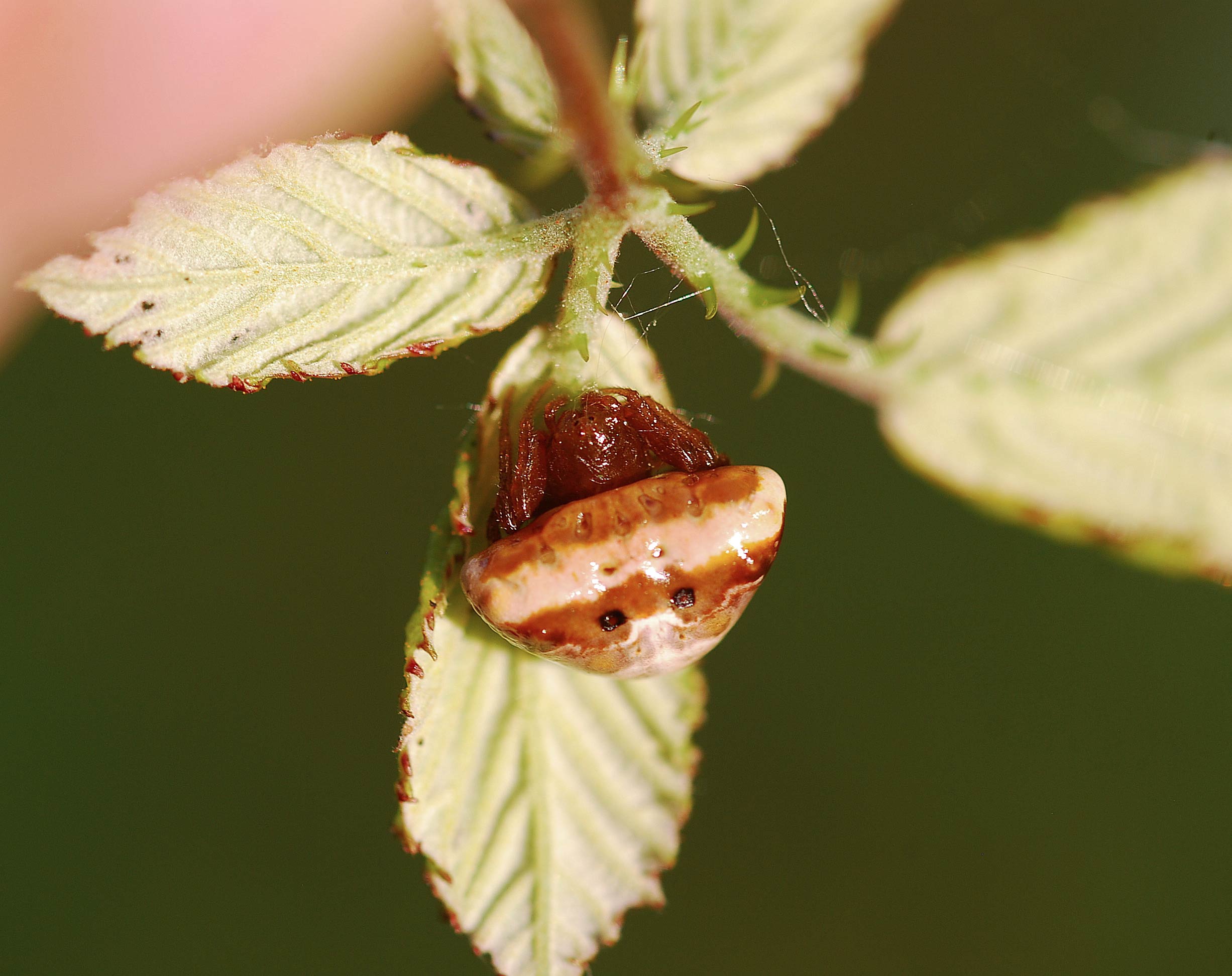 Araneidae:   Cyrtarachne ixoides   - Cisogna di Anagni (FR)