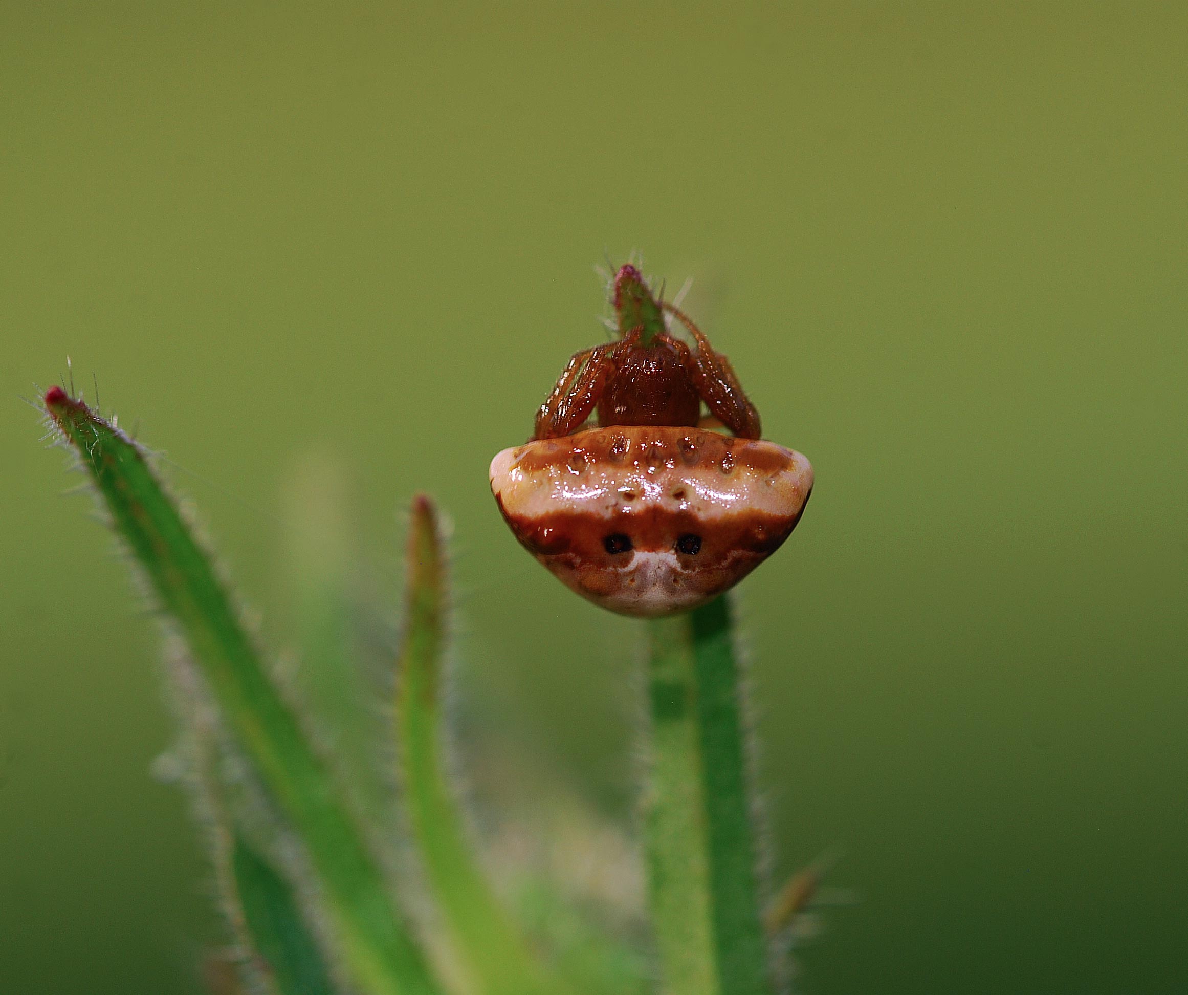 Araneidae:   Cyrtarachne ixoides   - Cisogna di Anagni (FR)