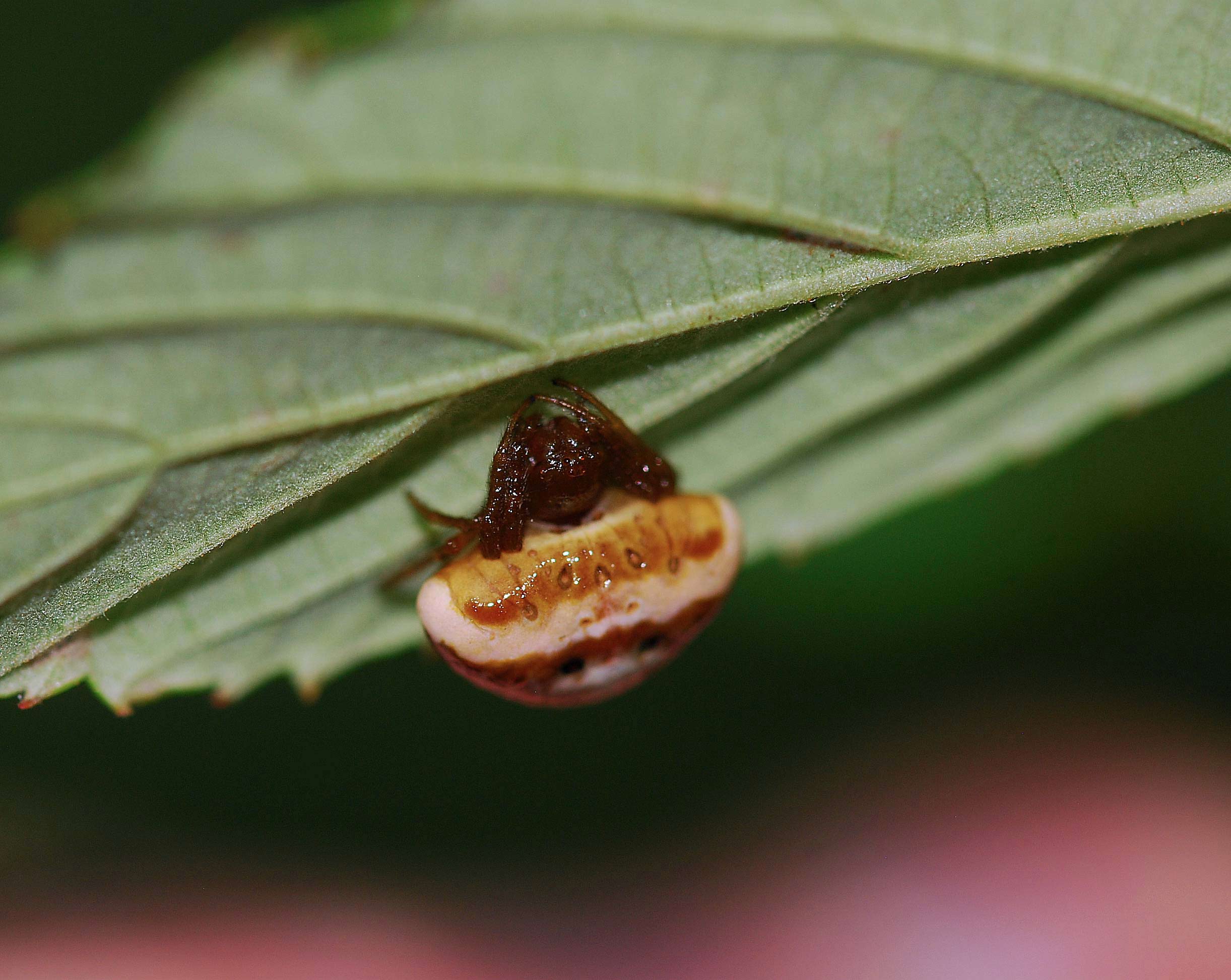 Araneidae:   Cyrtarachne ixoides   - Cisogna di Anagni (FR)