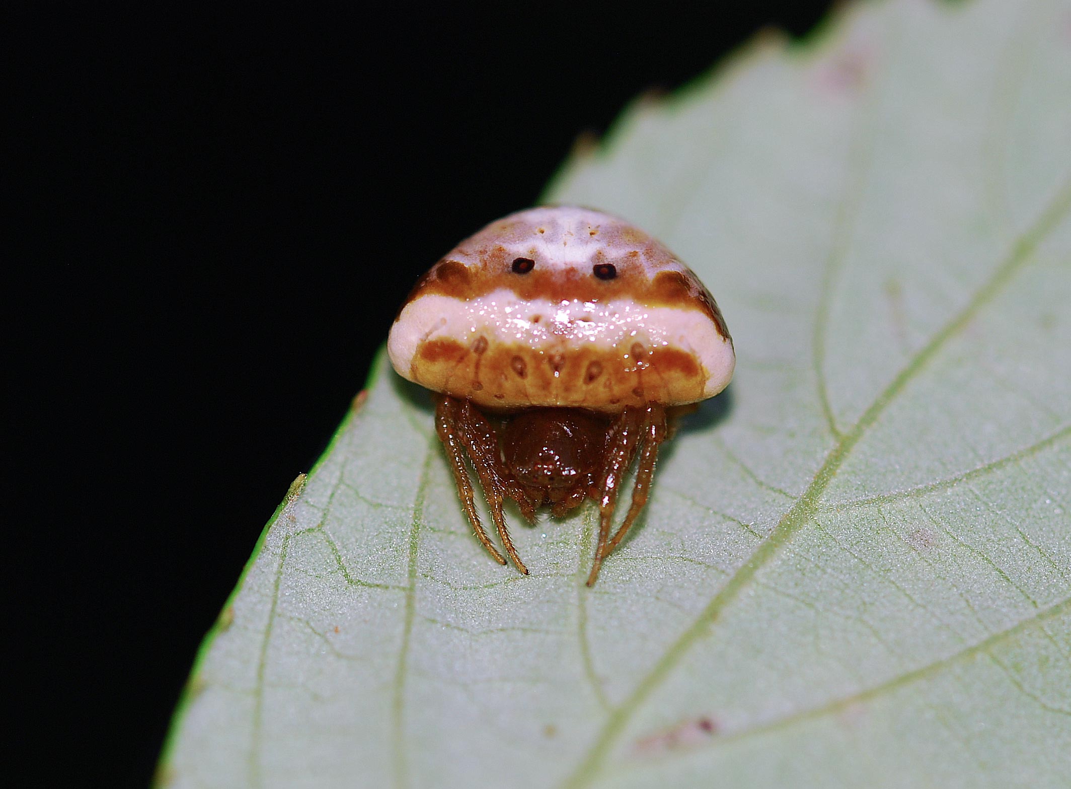 Araneidae:   Cyrtarachne ixoides   - Cisogna di Anagni (FR)