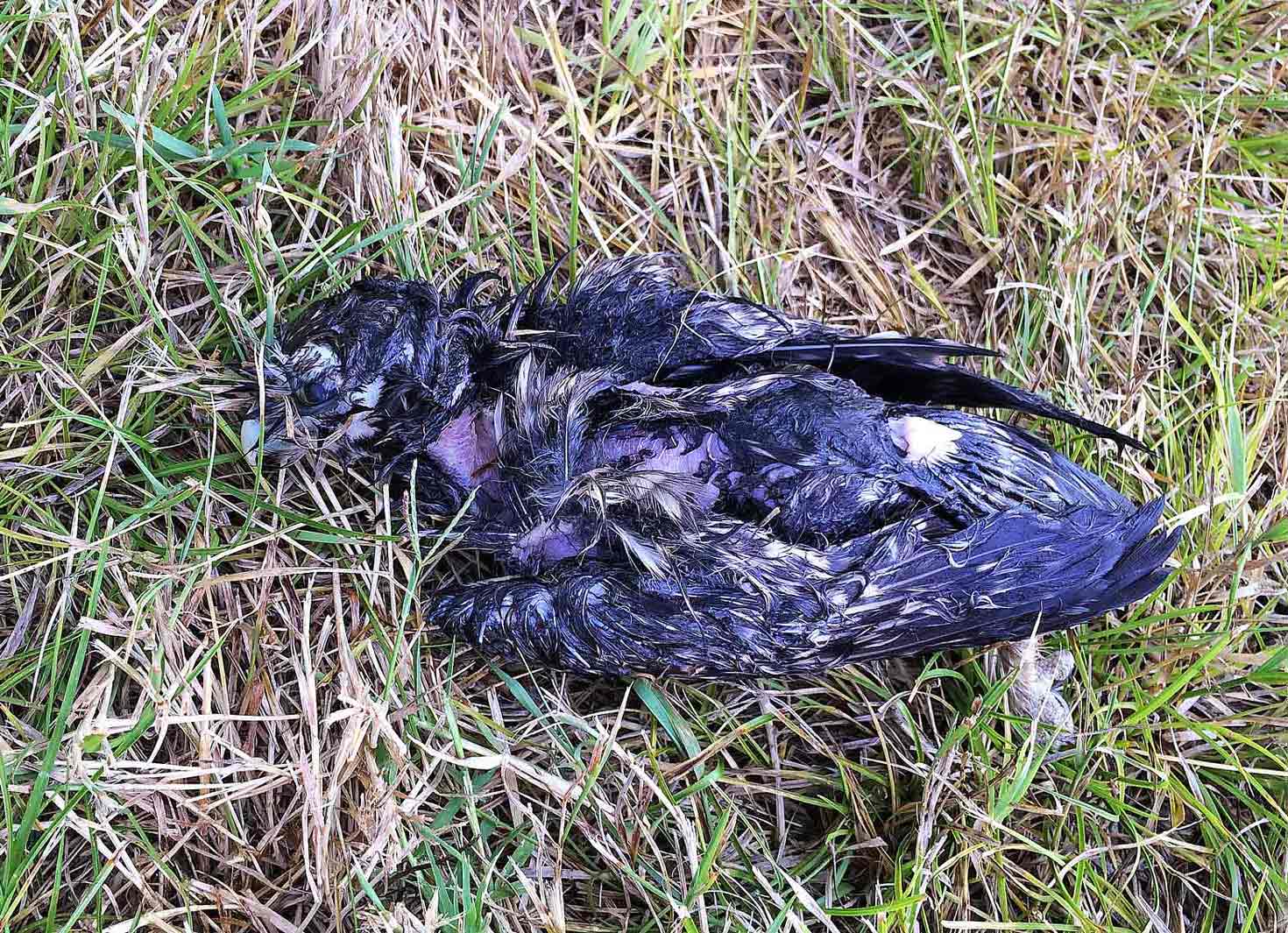 Piccolo rapace annegato