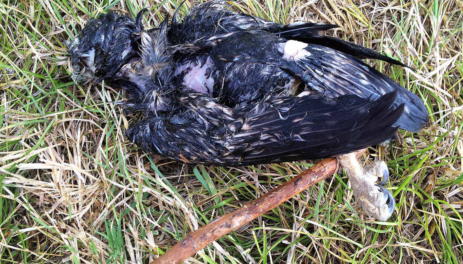 Piccolo rapace annegato