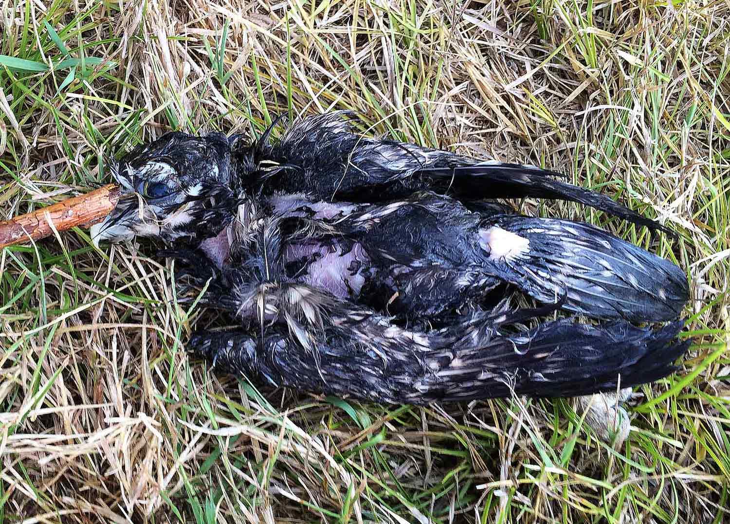 Piccolo rapace annegato