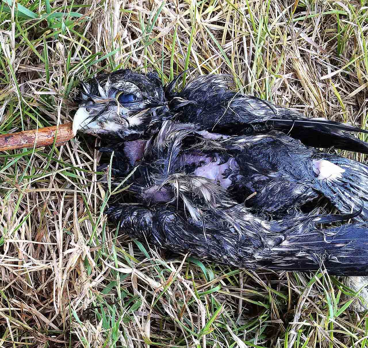 Piccolo rapace annegato