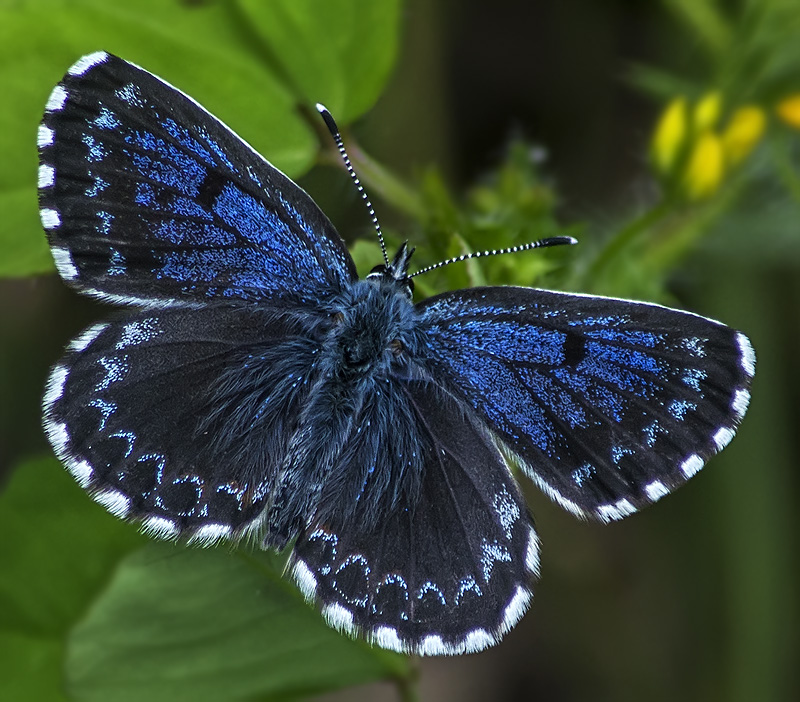 Identificazione Licenide - Scolitantides orion